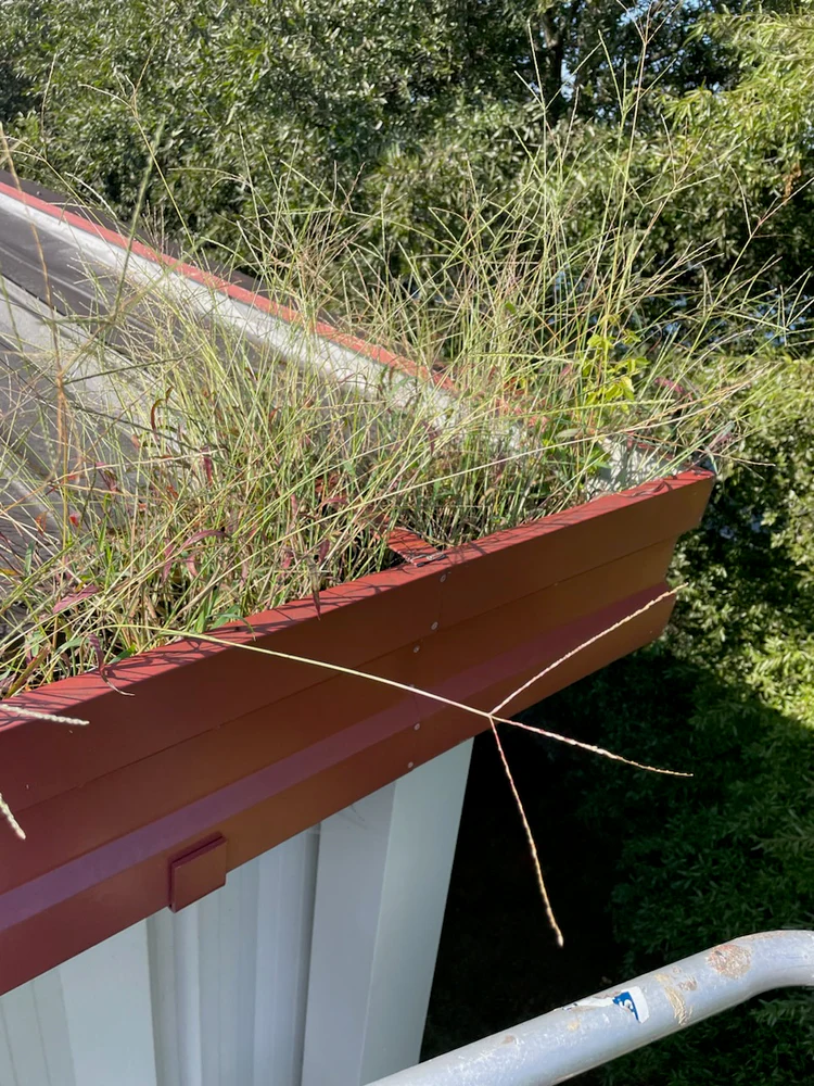 Commercial gutter filled with leaves.